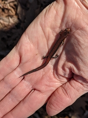Plethodon serratus