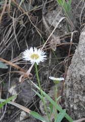 Erigeron neomexicanus