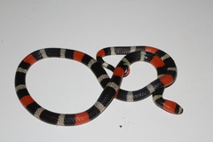 Micrurus lemniscatus