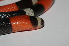 Micrurus lemniscatus