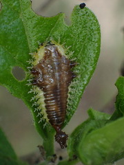 Coptocycla texana