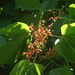 Cissus microcarpa - Photo (c) Francisco Farriols Sarabia, some rights reserved (CC BY), uploaded by Francisco Farriols Sarabia