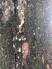 Xylaria flabelliformis