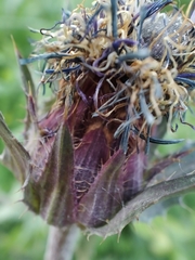 Carthamus caeruleus