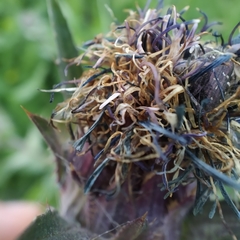 Carthamus caeruleus