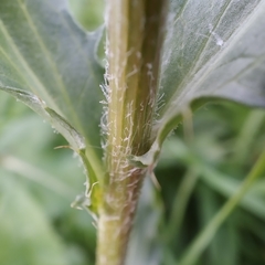 Carthamus caeruleus