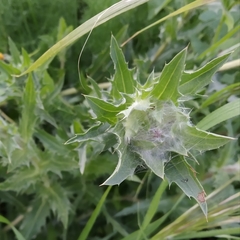 Carthamus caeruleus