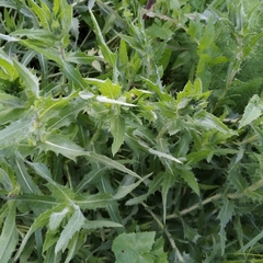 Carthamus caeruleus