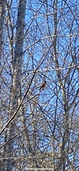 Turdus migratorius