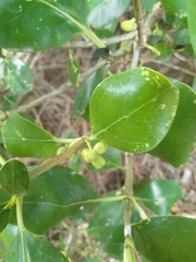 Coprosma macrocarpa