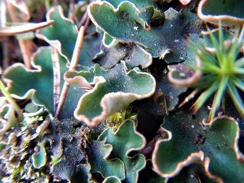 veinless pelt lichen