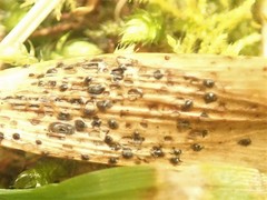 Diaporthe pterophila