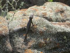 Pseudocordylus melanotus