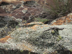 Pseudocordylus melanotus