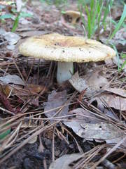 Russula decolorans albida