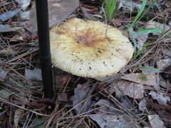 Russula decolorans albida
