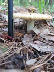 Russula decolorans albida