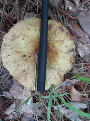 Russula decolorans albida