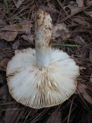 Russula decolorans albida