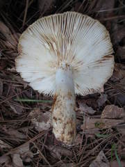 Russula decolorans albida