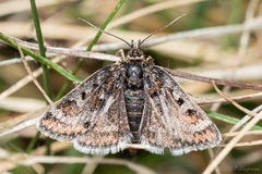 Metaxmeste schrankiana
