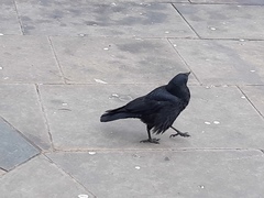 Corvus corone