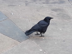 Corvus corone