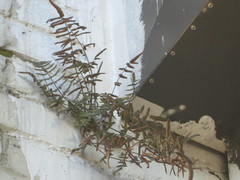 Pellaea atropurpurea