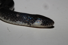 Atractus latifrons