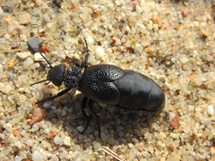 Meloe tuccius