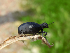 Meloe tuccius