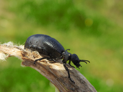 Meloe tuccius