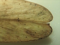Neosetophoma samarorum