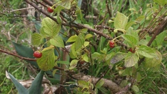 Capsicum rhomboideum