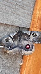 Polythysana cinerascens