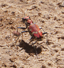 Cicindela formosa