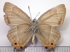 Favonius taxila