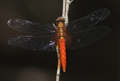 Orthetrum chrysis