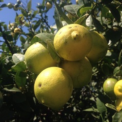 Citrus × aurantiifolia