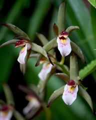 Cymbidium elongatum