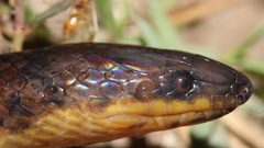 Atractus torquatus