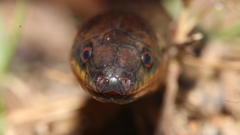 Atractus torquatus