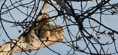 Sciurus niger