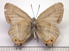 Favonius taxila