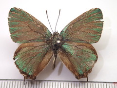 Favonius taxila