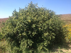 Citrus × aurantiifolia