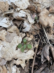 Stellaria pubera