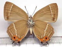 Favonius taxila