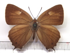 Favonius taxila