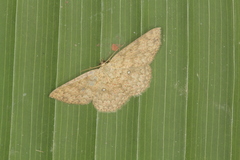 Image of Anisodes urcearia